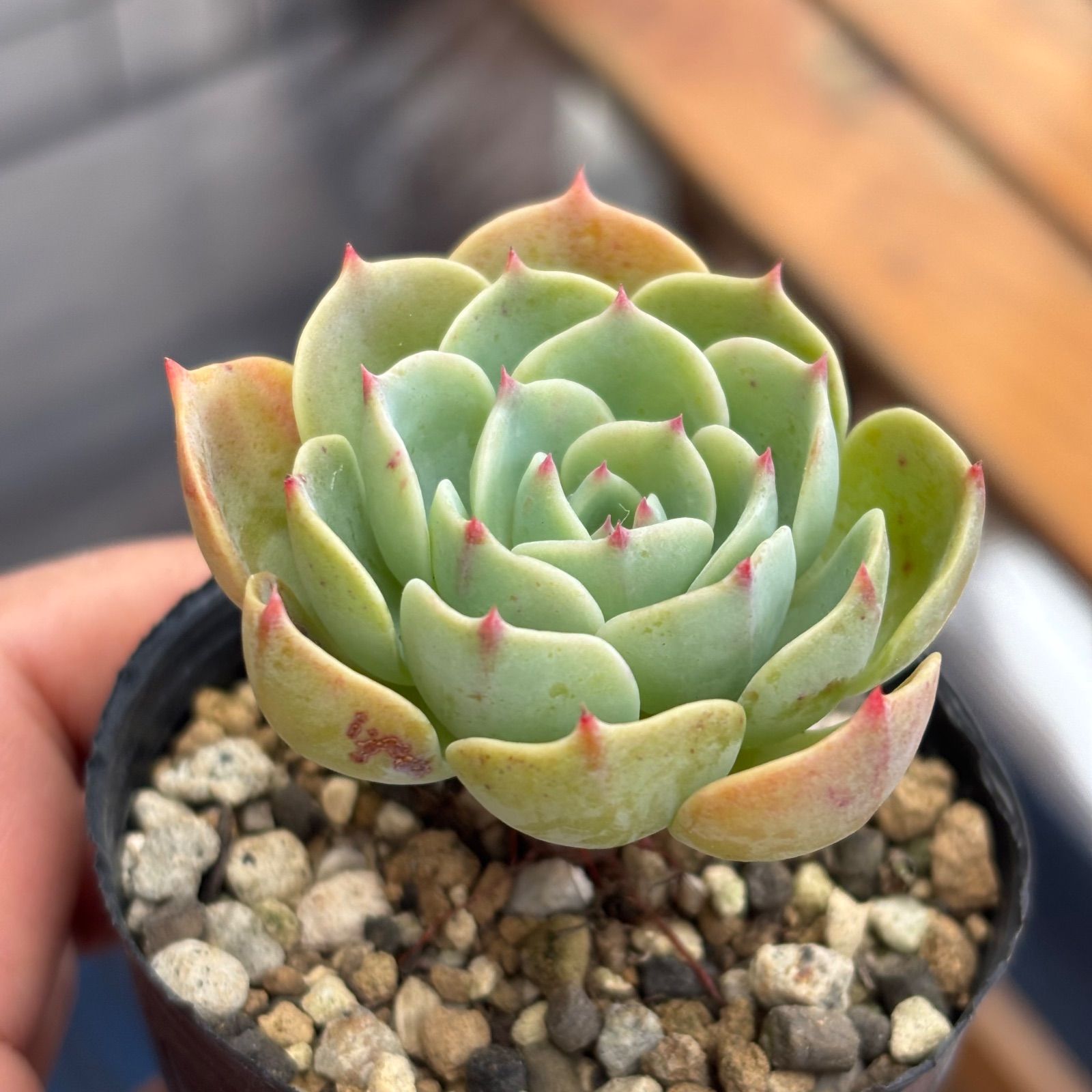 多肉植物 七福神 ① 抜き苗 11/28 - メルカリ