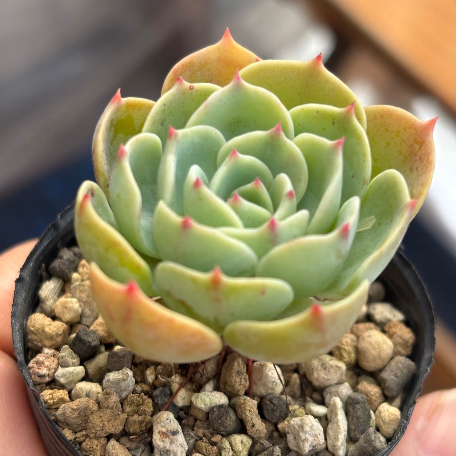 多肉植物 七福神 ① 抜き苗 11/28 - メルカリ