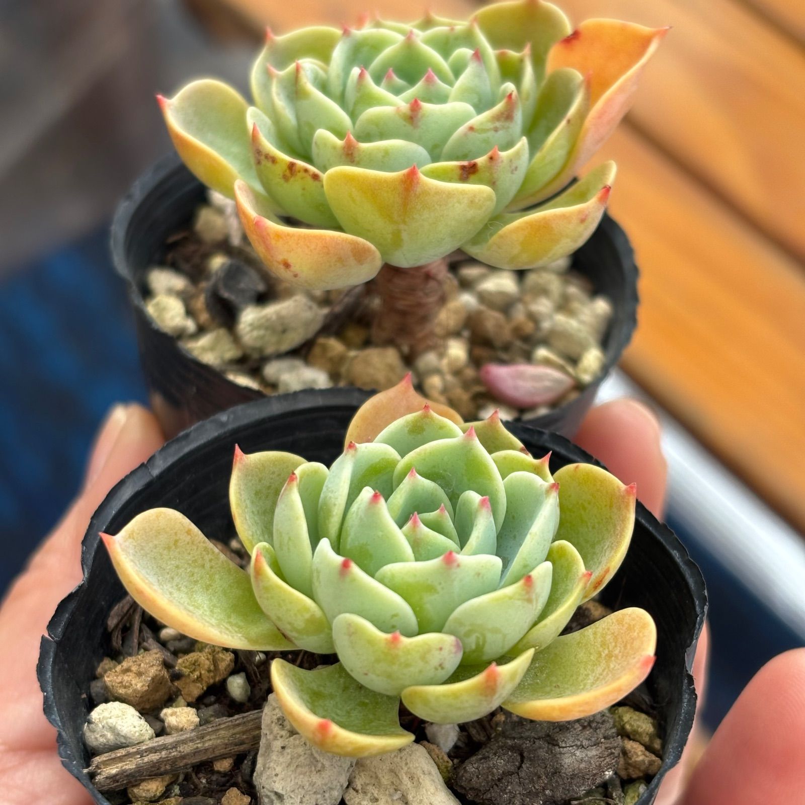 多肉植物 七福神 ④ 抜き苗 (葉やけなど有り) 2個セット - メルカリ