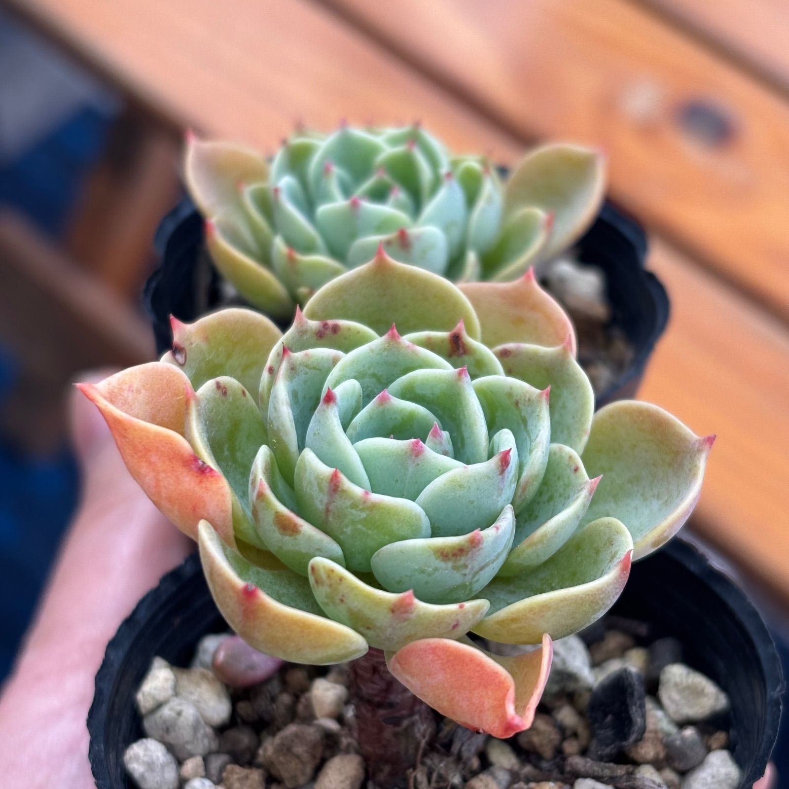 多肉植物 七福神 ④ 抜き苗 (葉やけなど有り) 2個セット - メルカリ