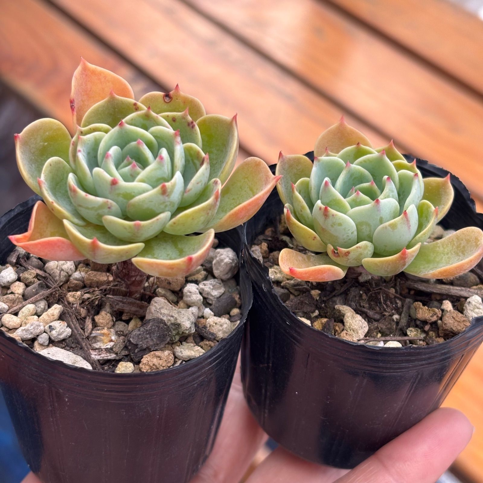 七福神④ 多肉植物 多肉植物 七福神 ④ 抜き苗 (葉やけなど有り) 2個セット - メルカリ