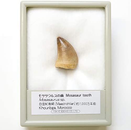 SCIENCE 恐竜の化石「モササウルスの歯 化石 約20mm（Mosasaurus tooth