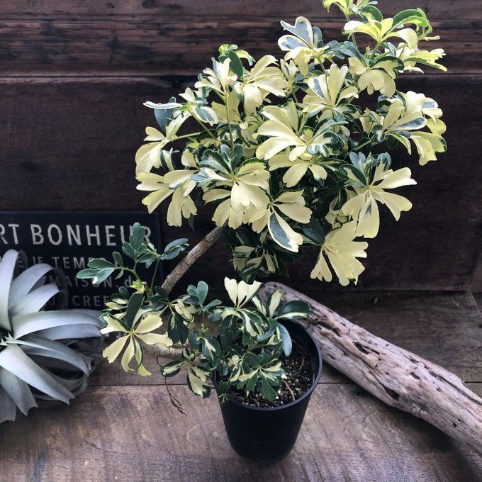 シェフレラ　ジェニーネ　希少種 ポットごと♡シェフレラ♡ ジェニーネ（曲がり木） ♡観葉植物♡希少