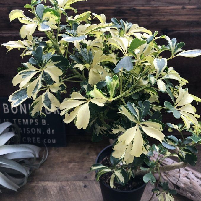 シェフレラ　ジェニーネ　希少種 ポットごと♡シェフレラ♡ ジェニーネ（曲がり木） ♡観葉植物♡希少