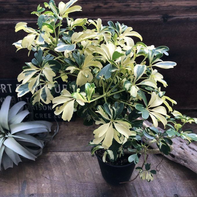 ポットごと♡シェフレラ♡ ジェニーネ（曲がり木） ♡観葉植物♡希少