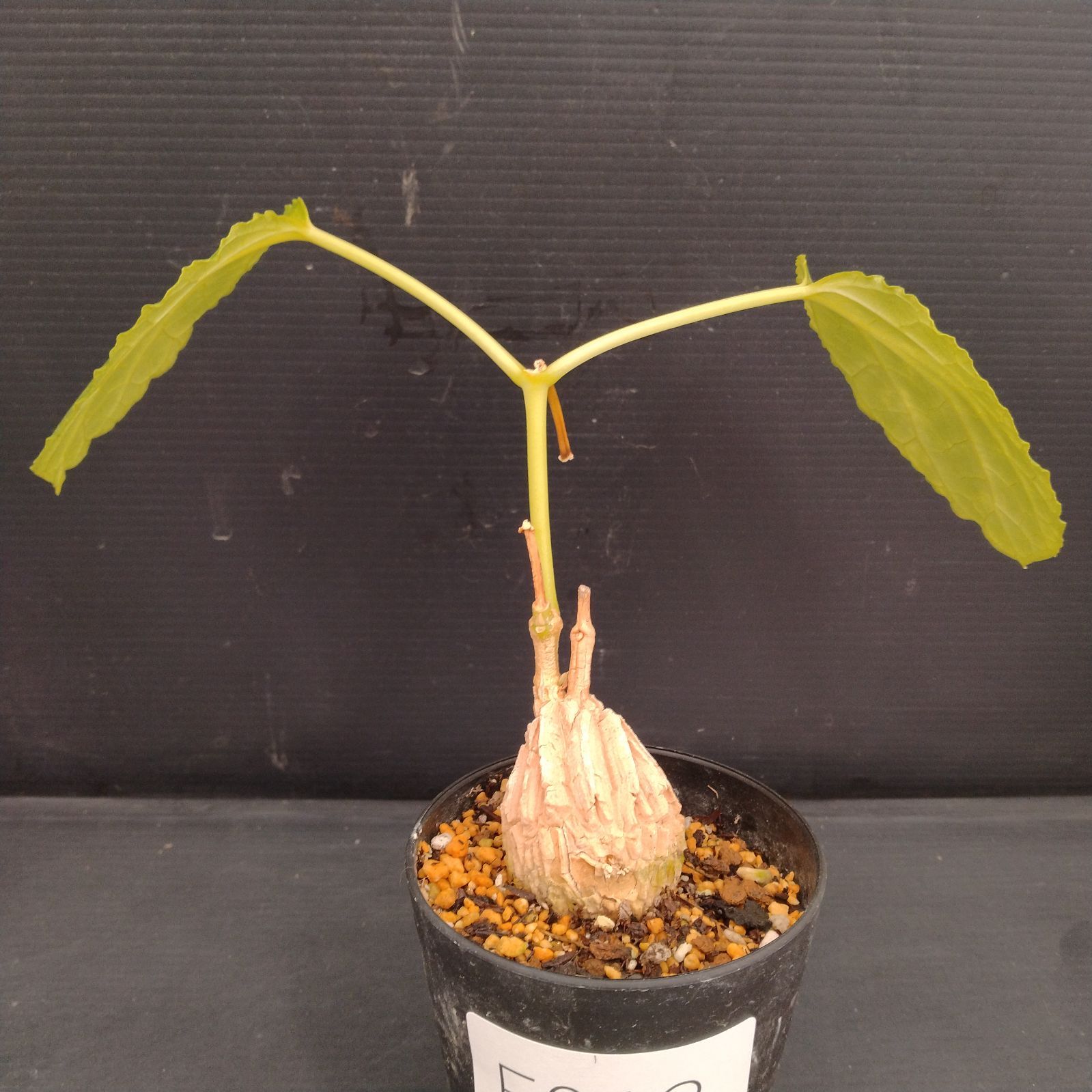 F013【自社養生株】マテレア シクロフィラ（発根株・鉢植え）【塊根