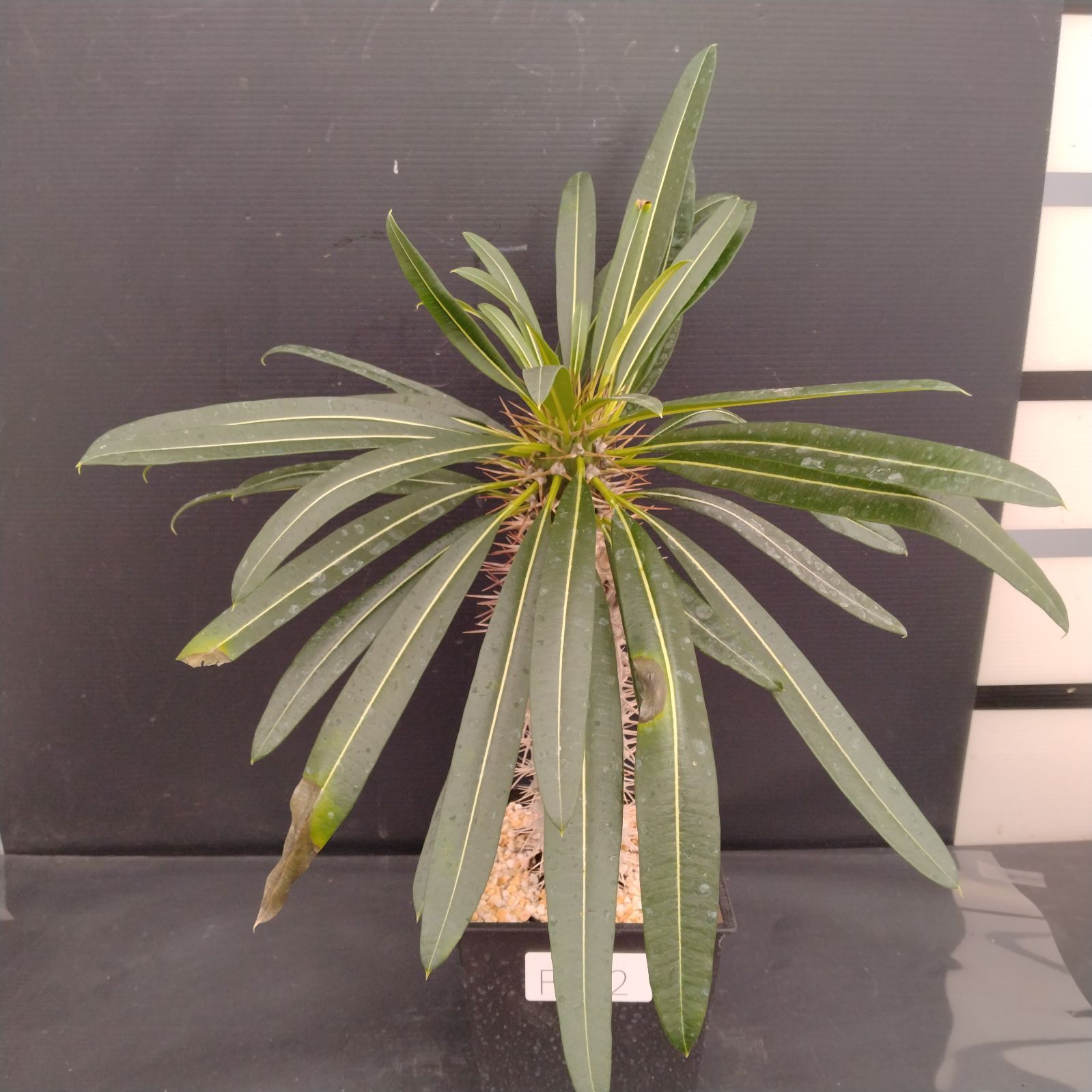 F042【新入荷！】パキポディウム ラメリー（鉢植え）【多肉植物T