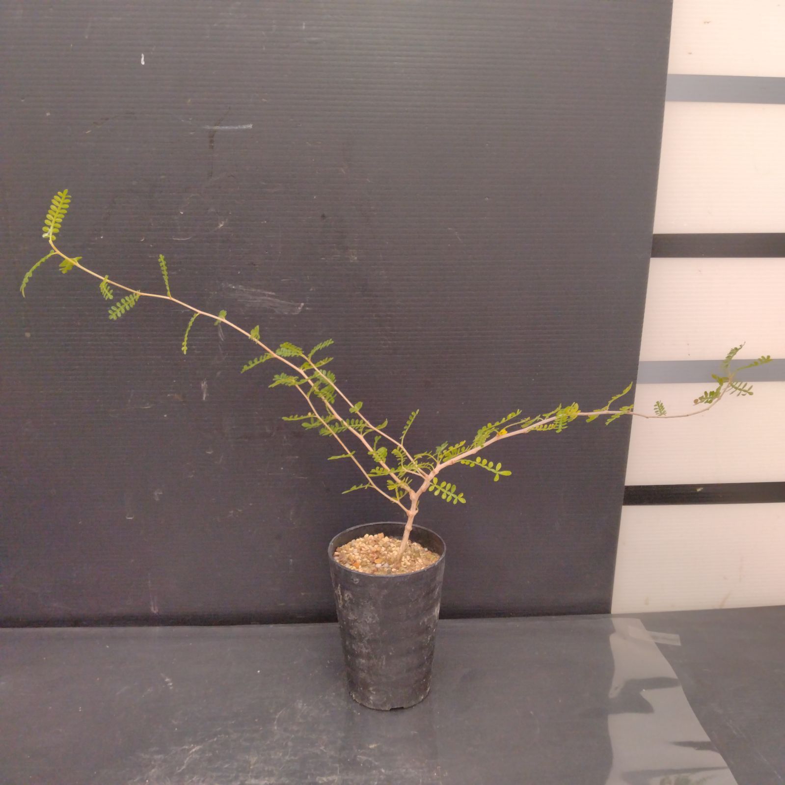 F060【自社養生株】オペルクリカリア ヒファエノイデス（実生・発根株