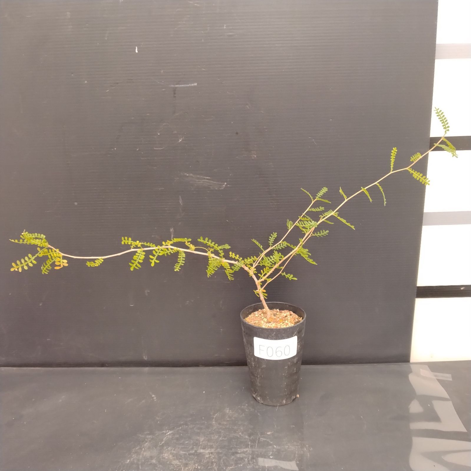 F060【自社養生株】オペルクリカリア ヒファエノイデス（実生・発根株