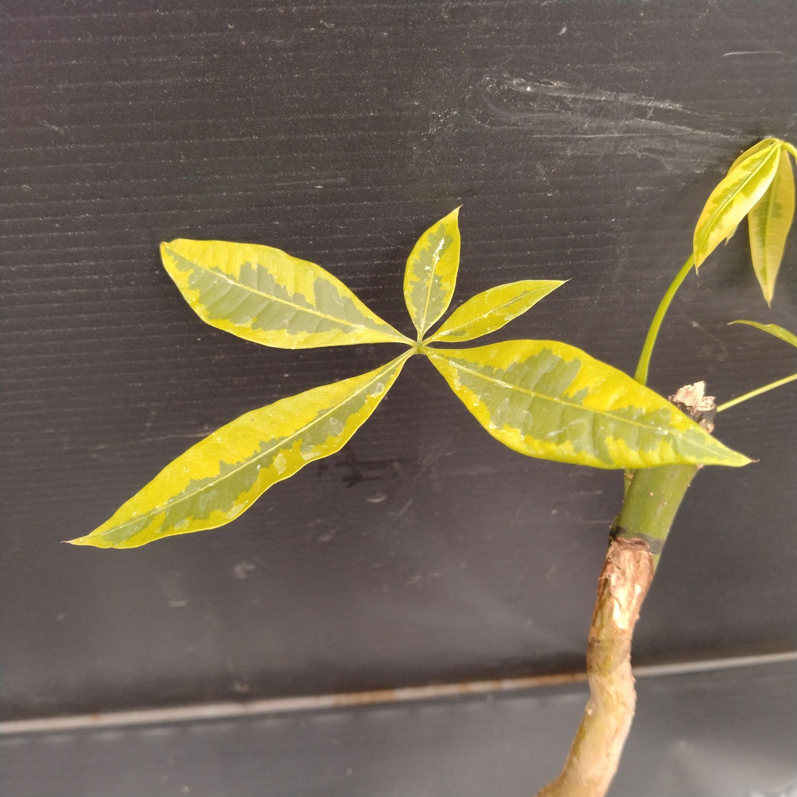 F063【新入荷！】パキラ 黄色斑入り （鉢植え）【観葉・多肉植物T