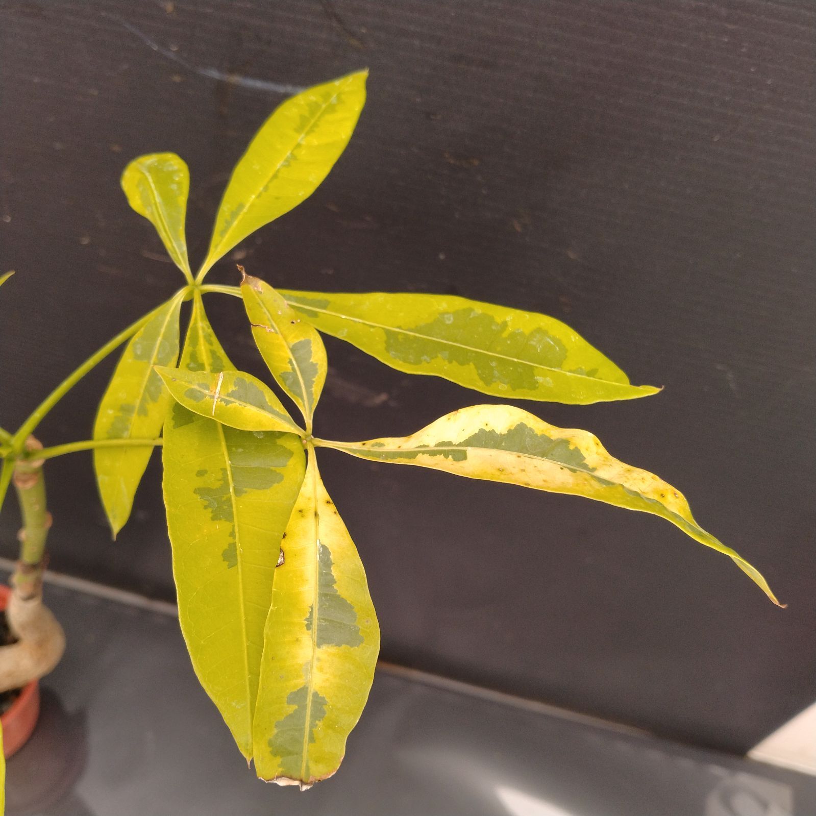 F064【新入荷！】パキラ 黄色斑入り （鉢植え）【観葉・多肉植物T