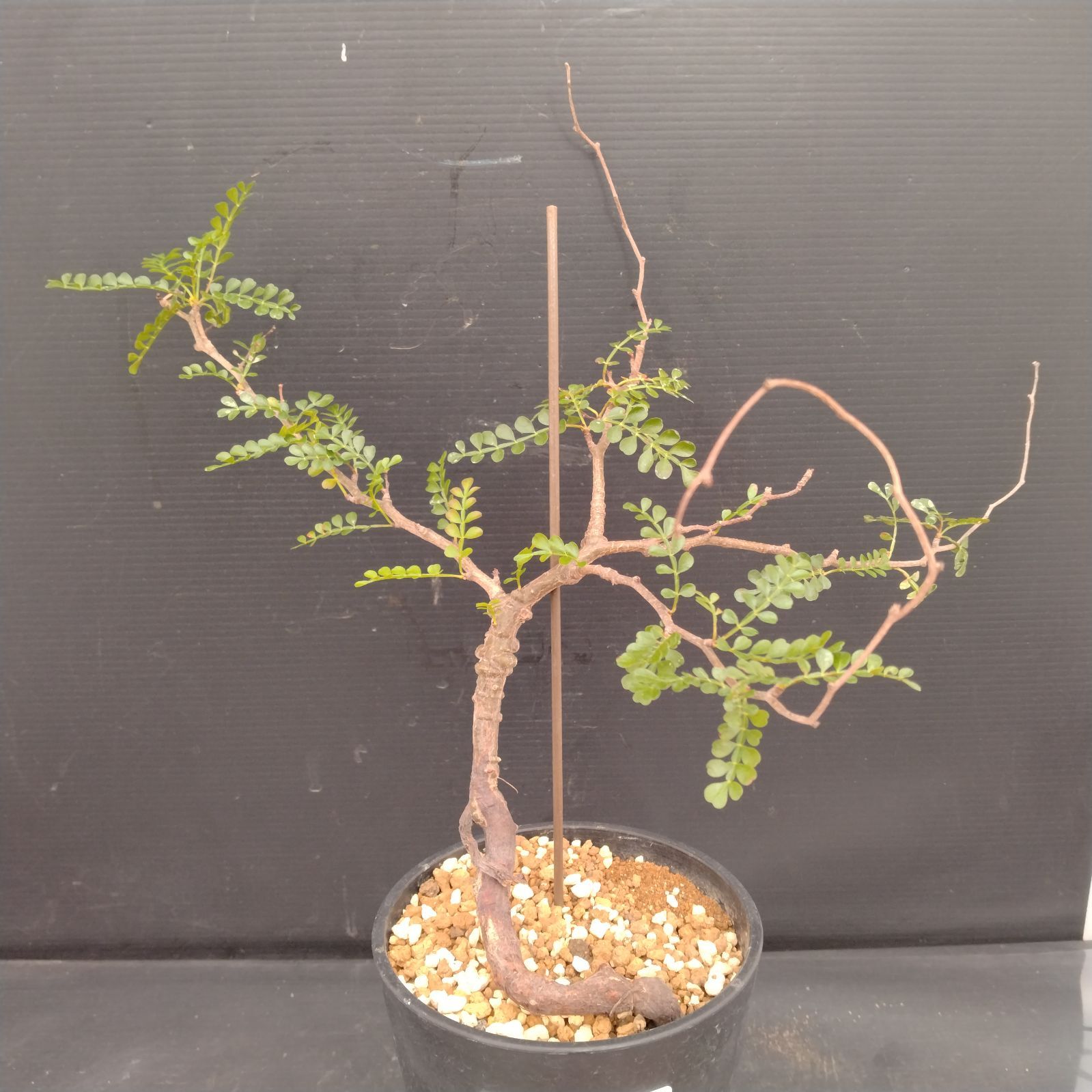 F072【自社養生株】オペルクリカリア パキプス（実生・発根株・鉢植え