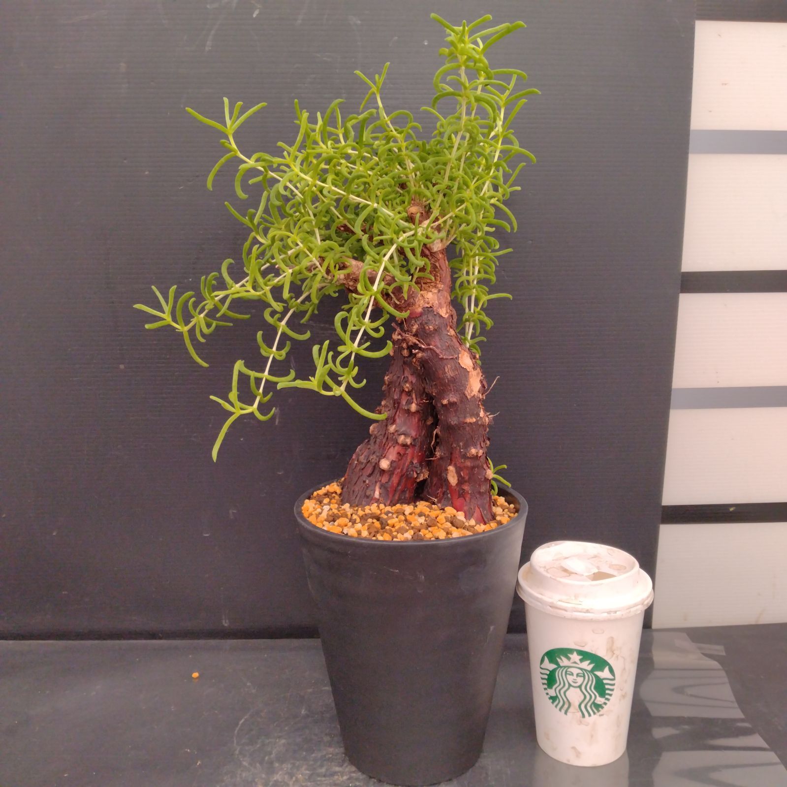 F075【自社養生株】メストクレマ（現地球・発根株・鉢植え）【塊根植物