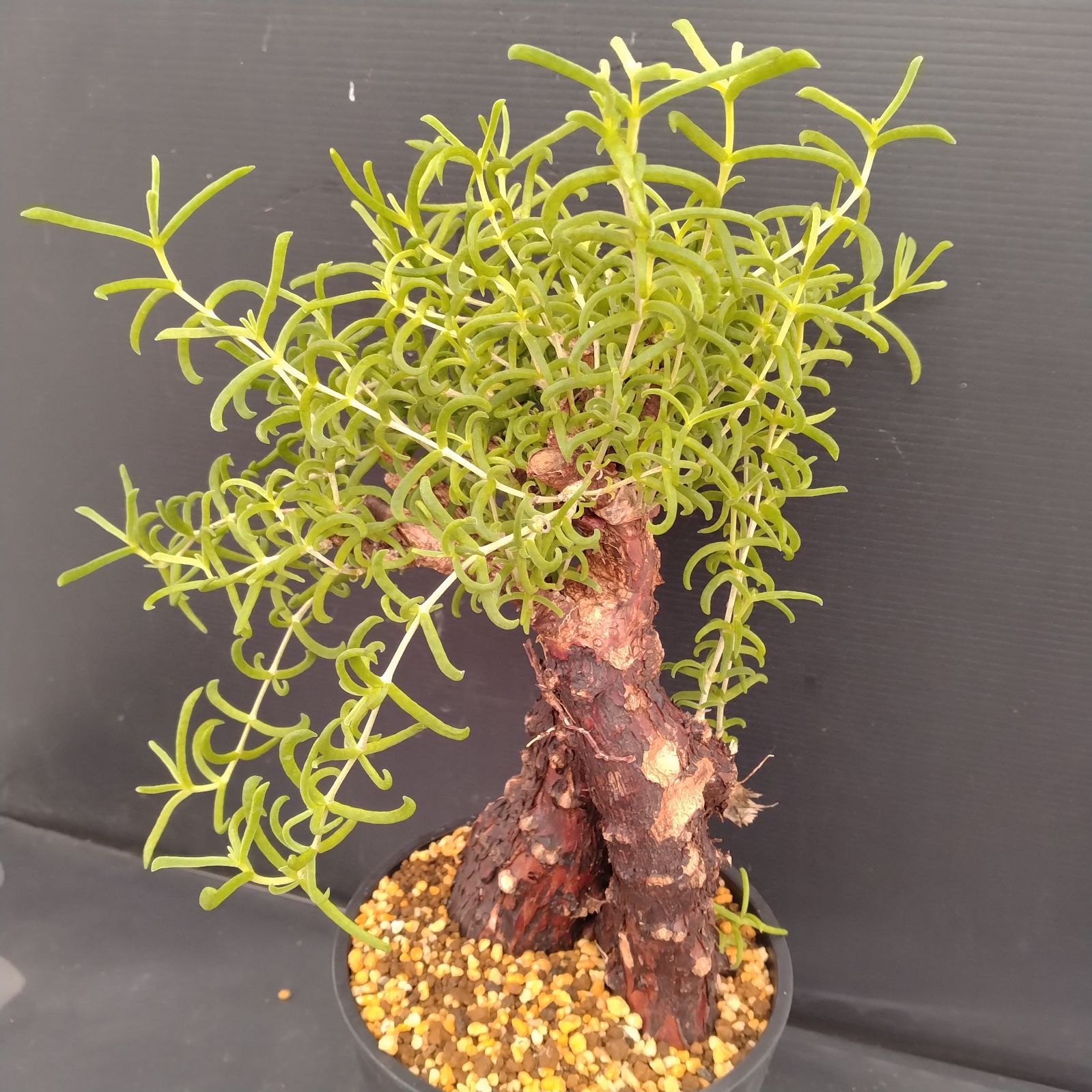 F075【自社養生株】メストクレマ（現地球・発根株・鉢植え）【塊根植物