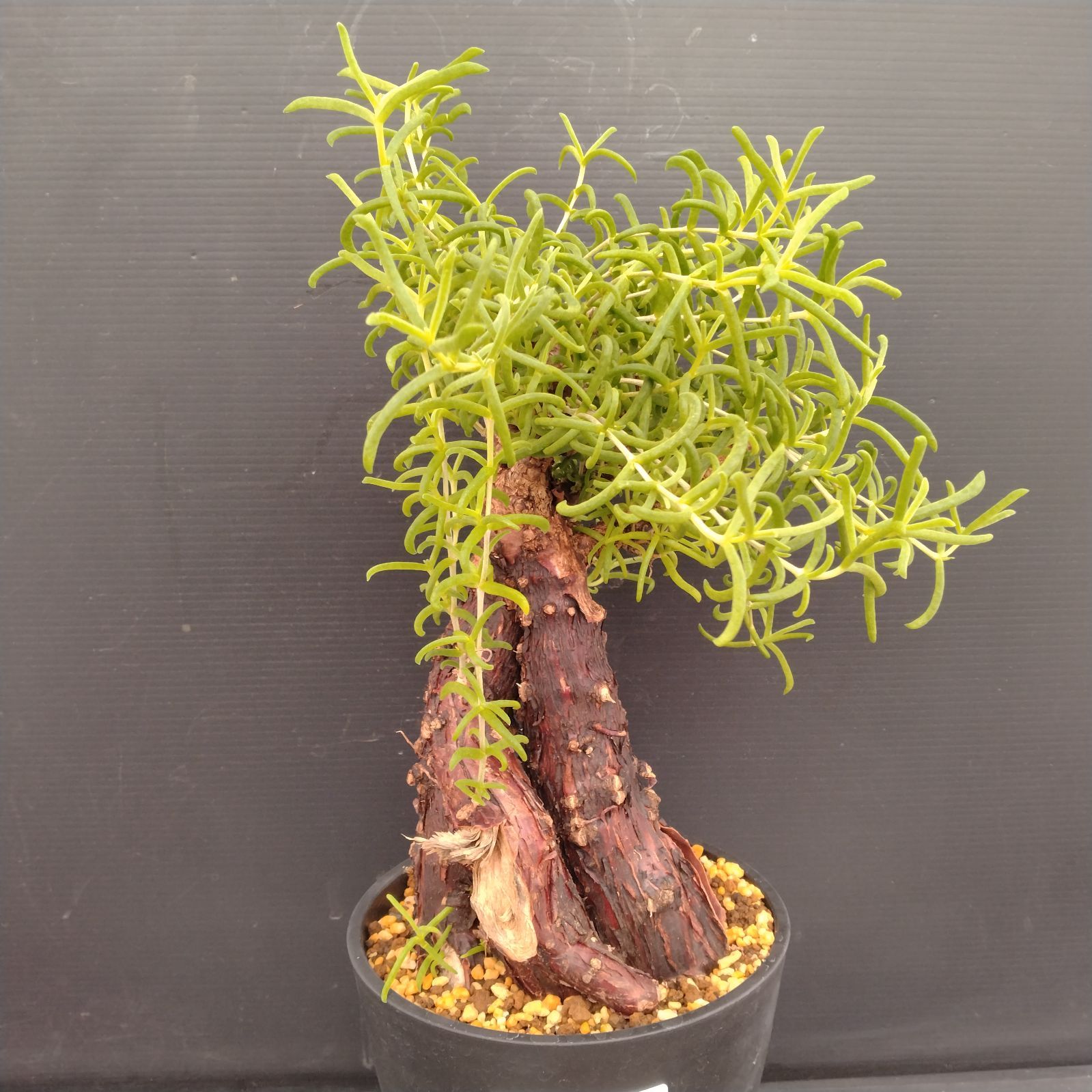 F075【自社養生株】メストクレマ（現地球・発根株・鉢植え）【塊根植物
