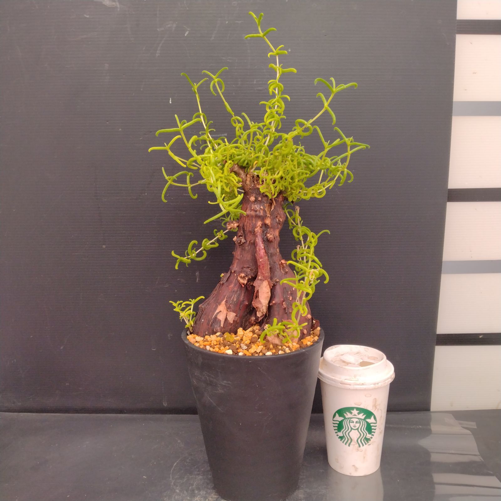 F076【自社養生株】メストクレマ（現地球・発根株・鉢植え）【塊根植物