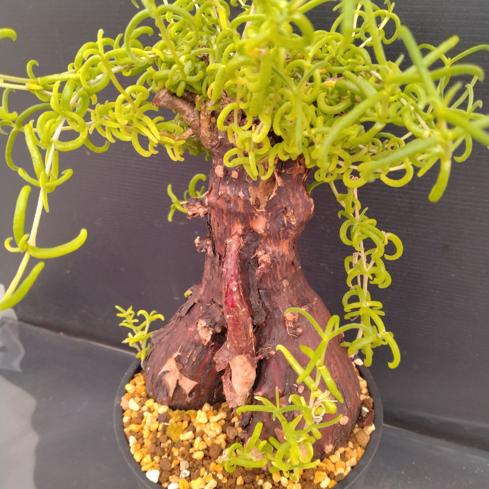 F076【自社養生株】メストクレマ（現地球・発根株・鉢植え）【塊根植物