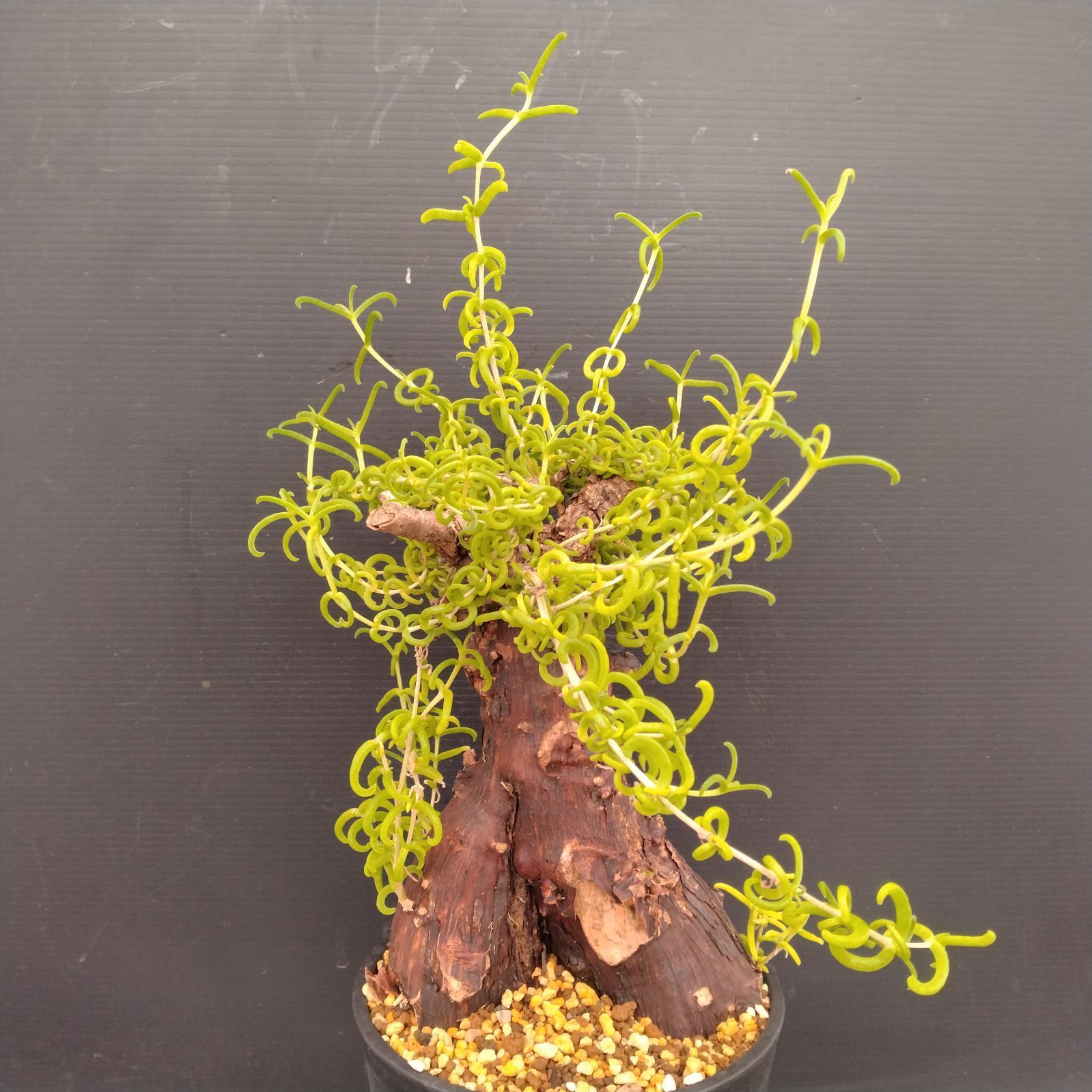 メストクレマ 大株 良樹形 鉢ごと 超メルカリ市限定 H219【自社養生株】メストクレマ（現地球・発根株・鉢植え）【塊根植物