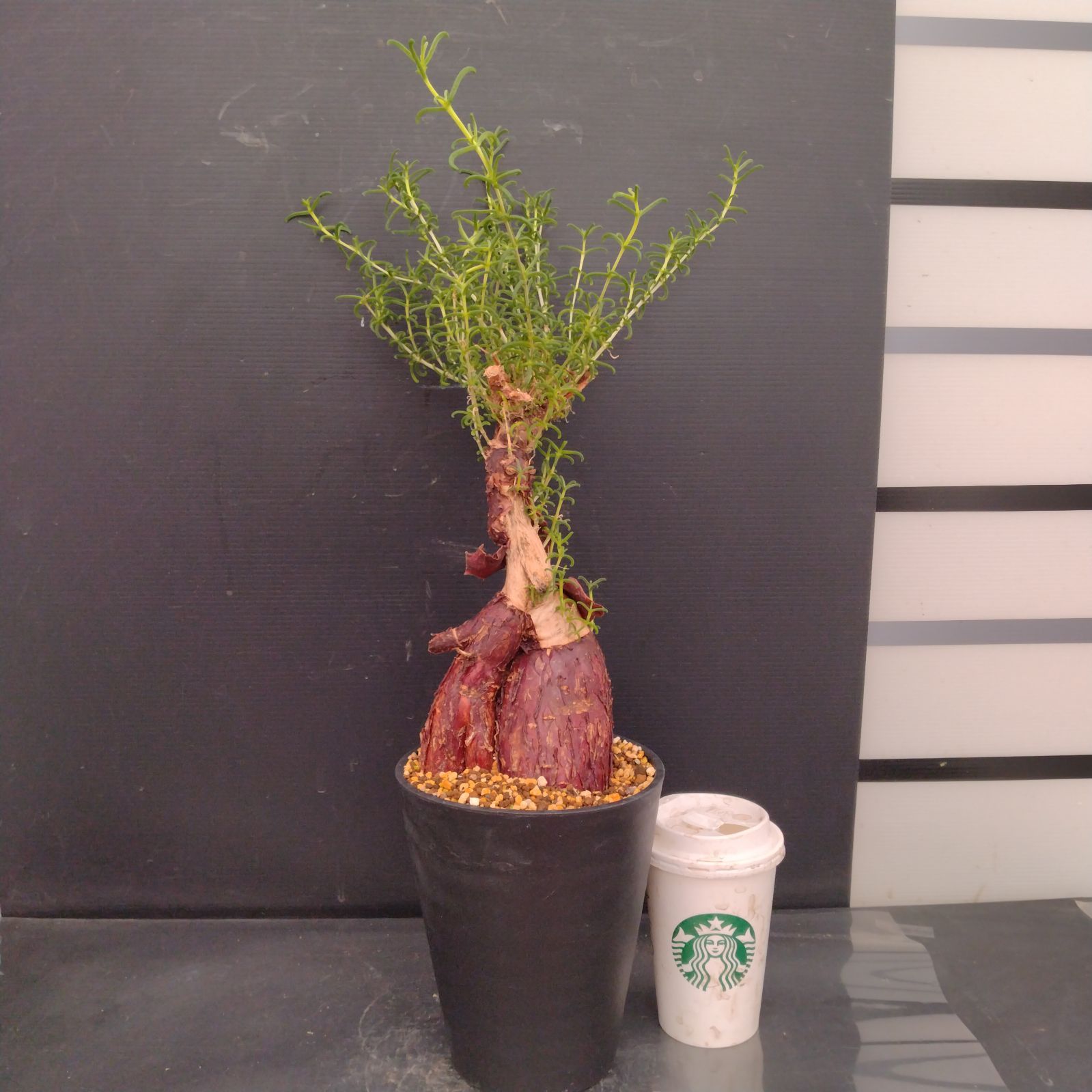 F077【自社養生株】メストクレマ（現地球・発根株・鉢植え）【塊根植物