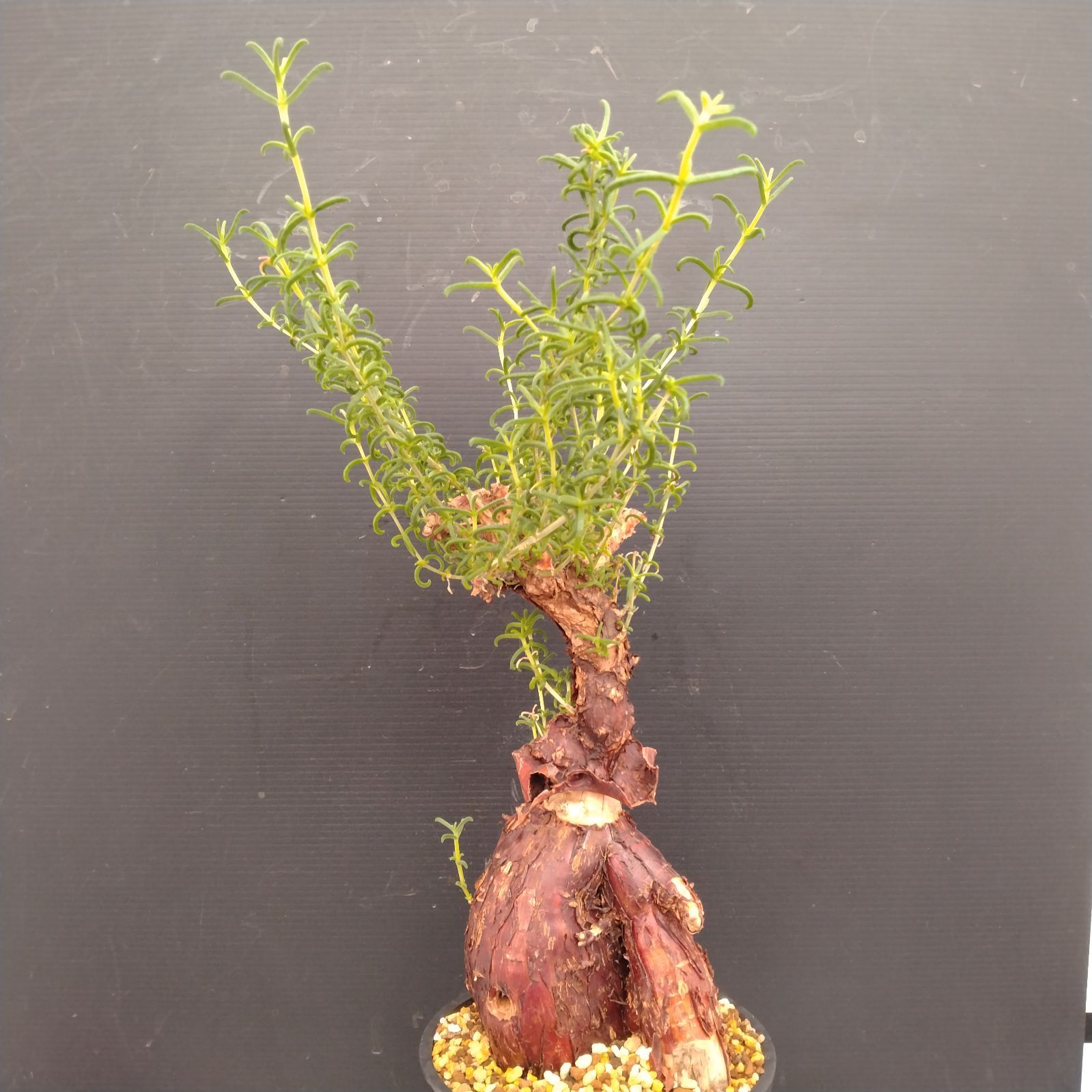 F077【自社養生株】メストクレマ（現地球・発根株・鉢植え）【塊根植物