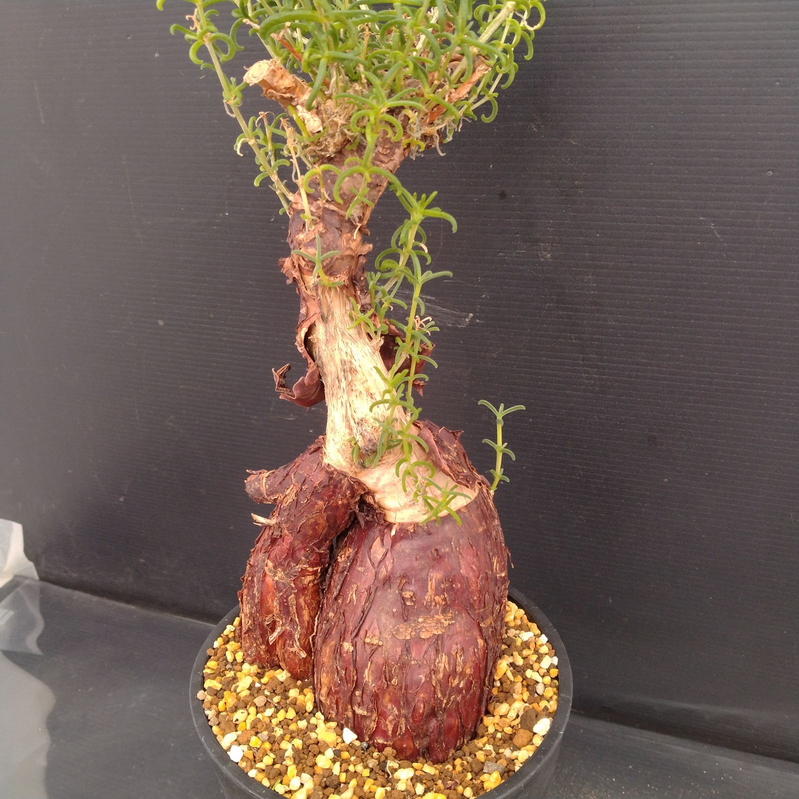 F077【自社養生株】メストクレマ（現地球・発根株・鉢植え）【塊根植物