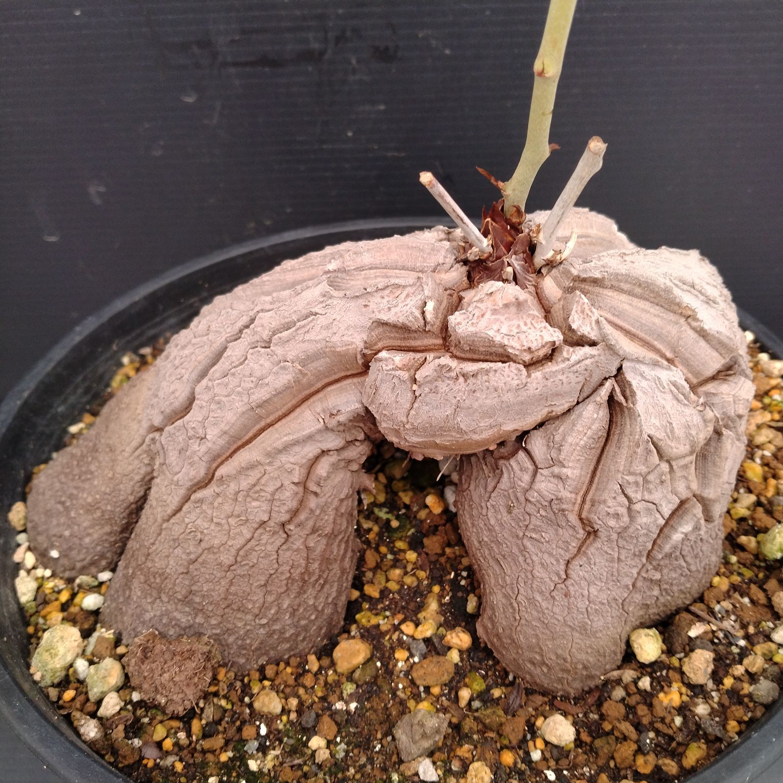 F081【自社養生株】ディオスコレア アフリカ亀甲竜（発根株・鉢植え