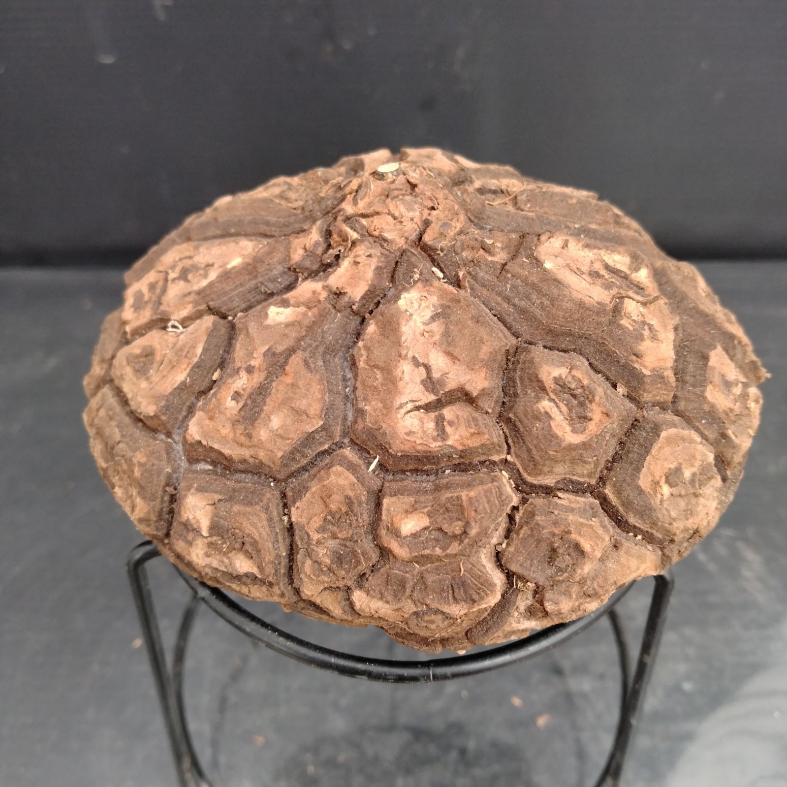 F106【最新到着】Dioscorea メキシコ亀甲竜（M）（抜き苗）【塊根植物