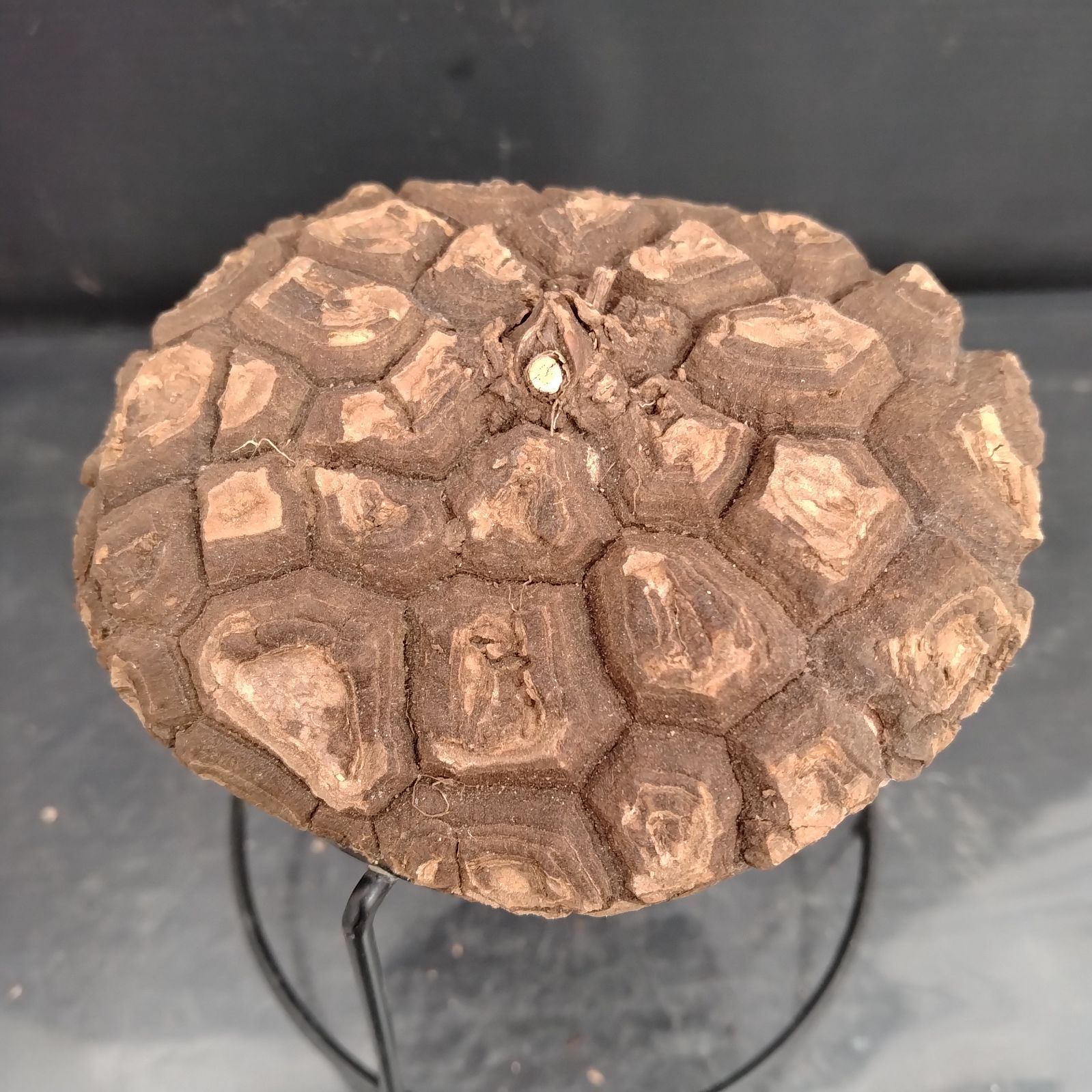 F108【最新到着】Dioscorea メキシコ亀甲竜（M）（抜き苗）【塊根植物