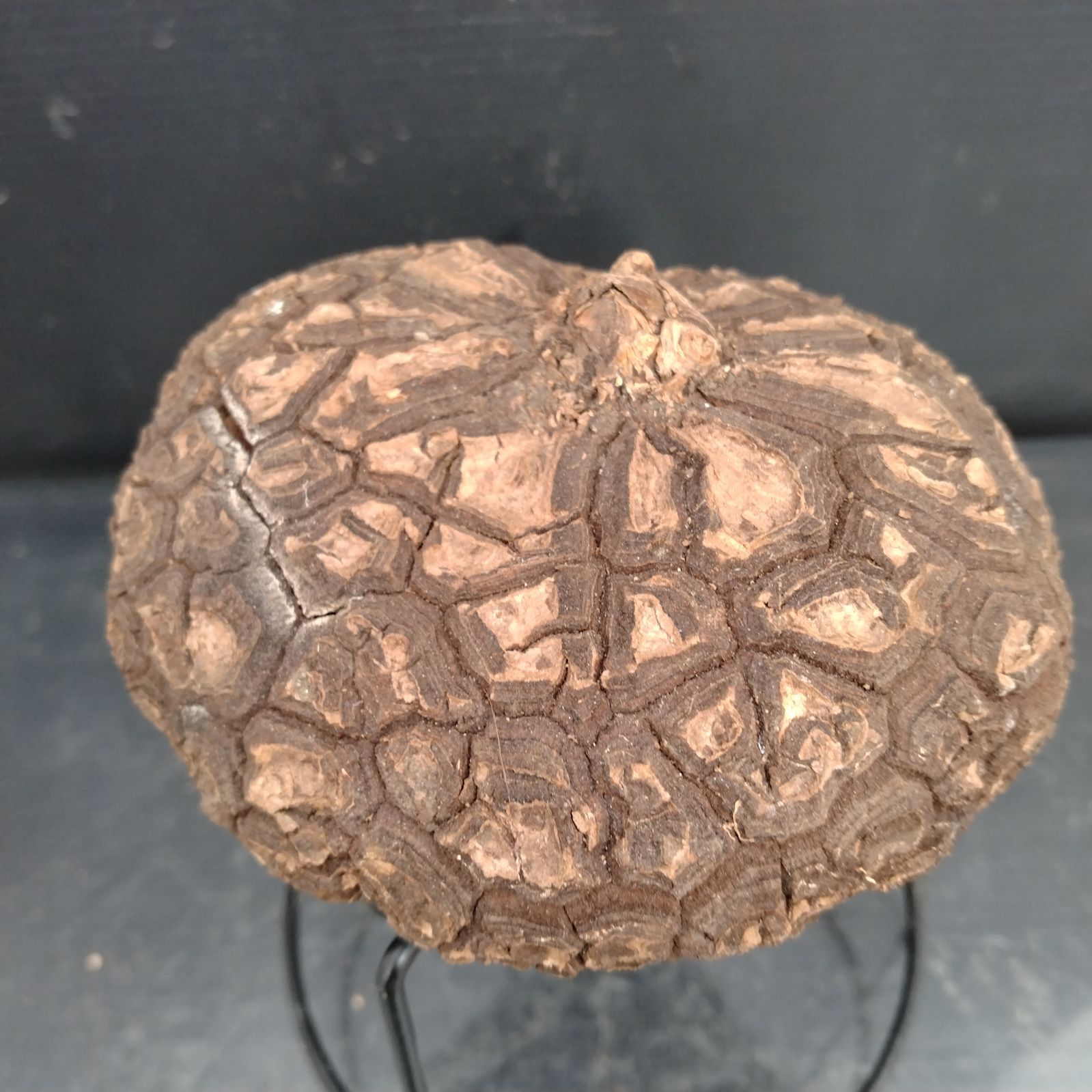 F112【最新到着】Dioscorea メキシコ亀甲竜（M）（抜き苗）【塊根植物