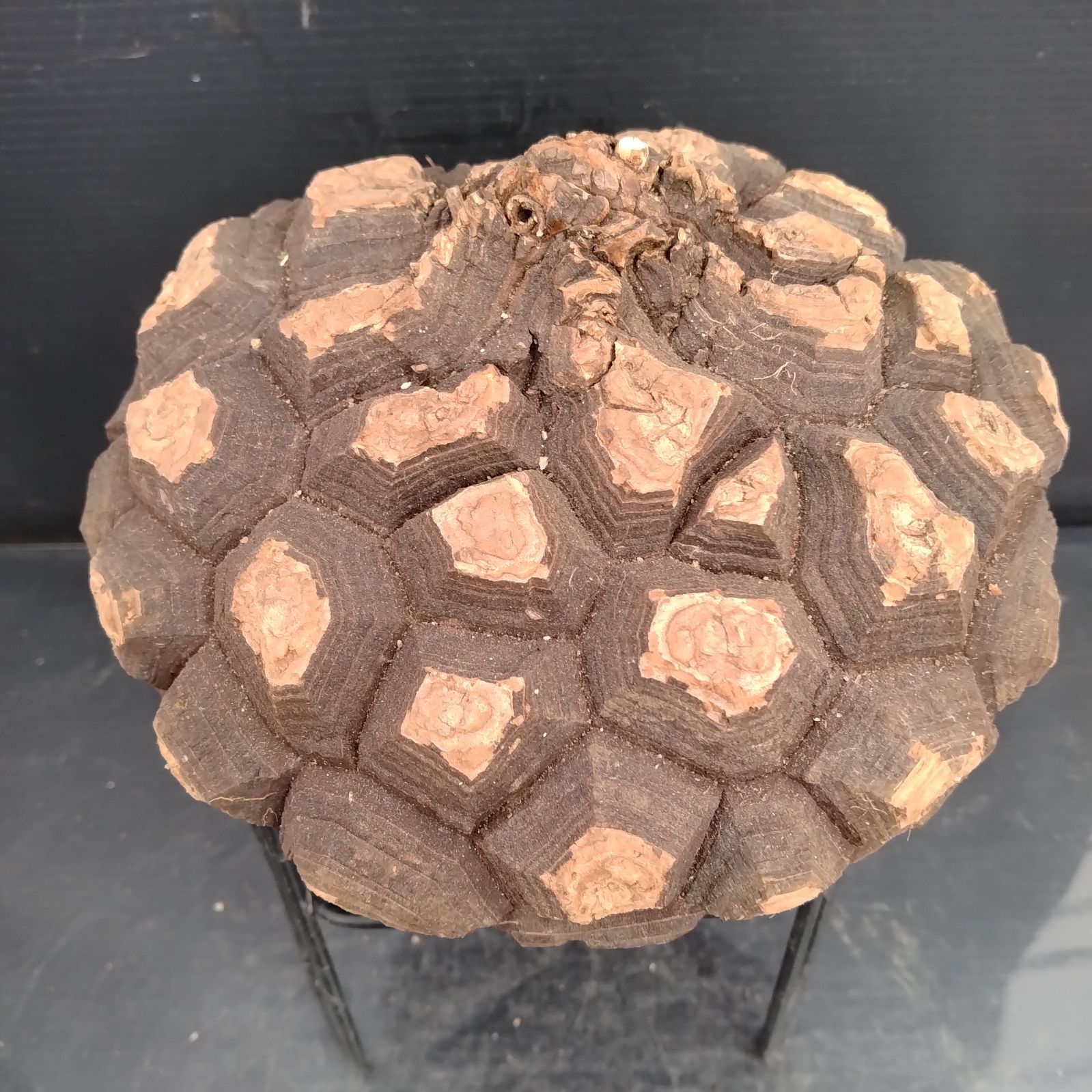 F118【最新到着】Dioscorea メキシコ亀甲竜（L）（抜き苗）【塊根植物