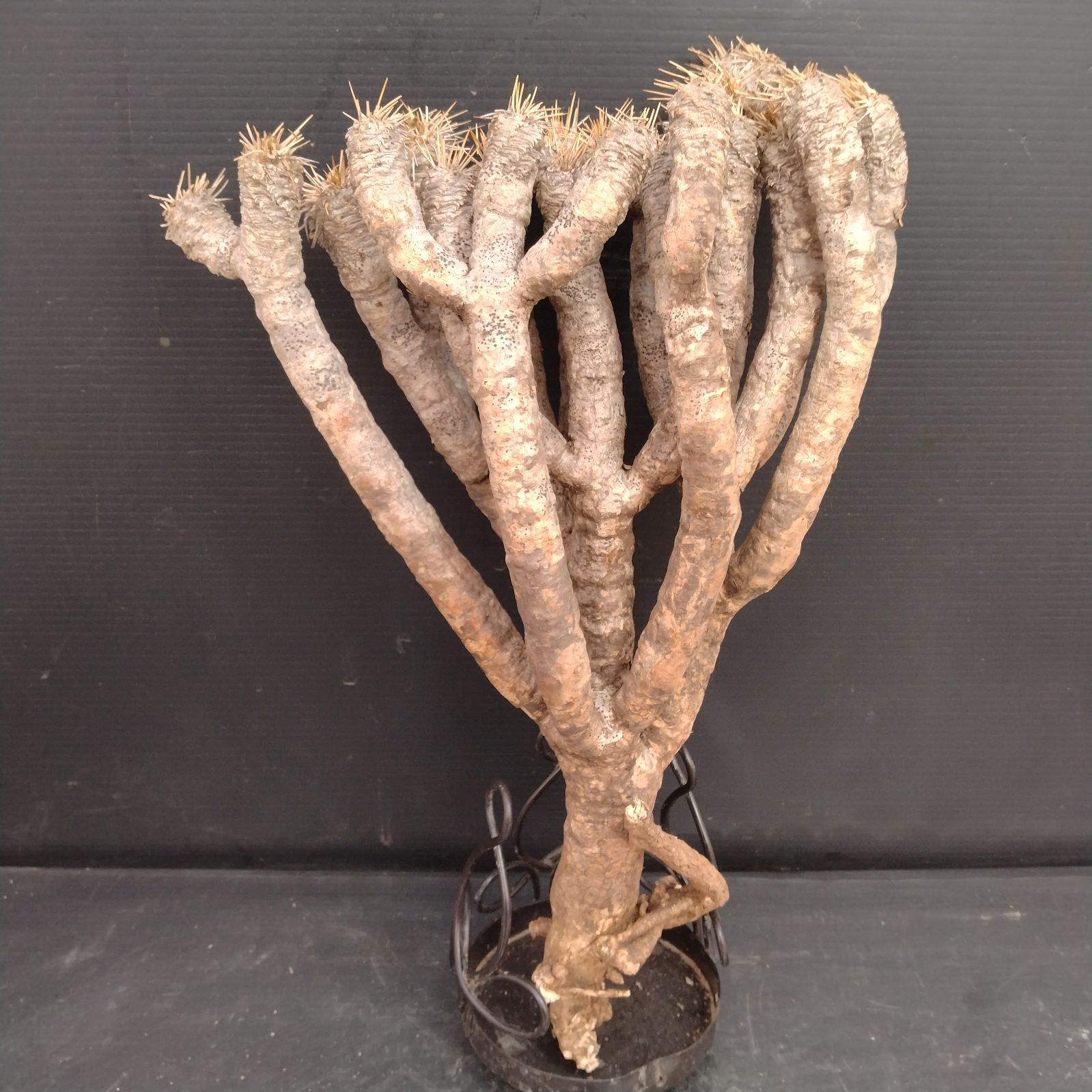 F125【最新到着】Euphorbia ギラウミニアナ（現地球・抜き苗）【塊根