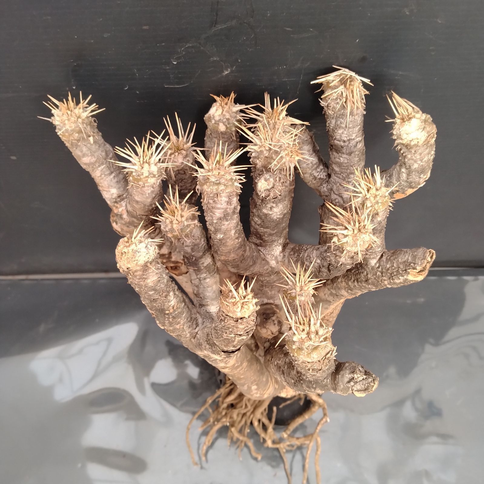 F126【最新到着】Euphorbia ギラウミニアナ（現地球・抜き苗）【塊根