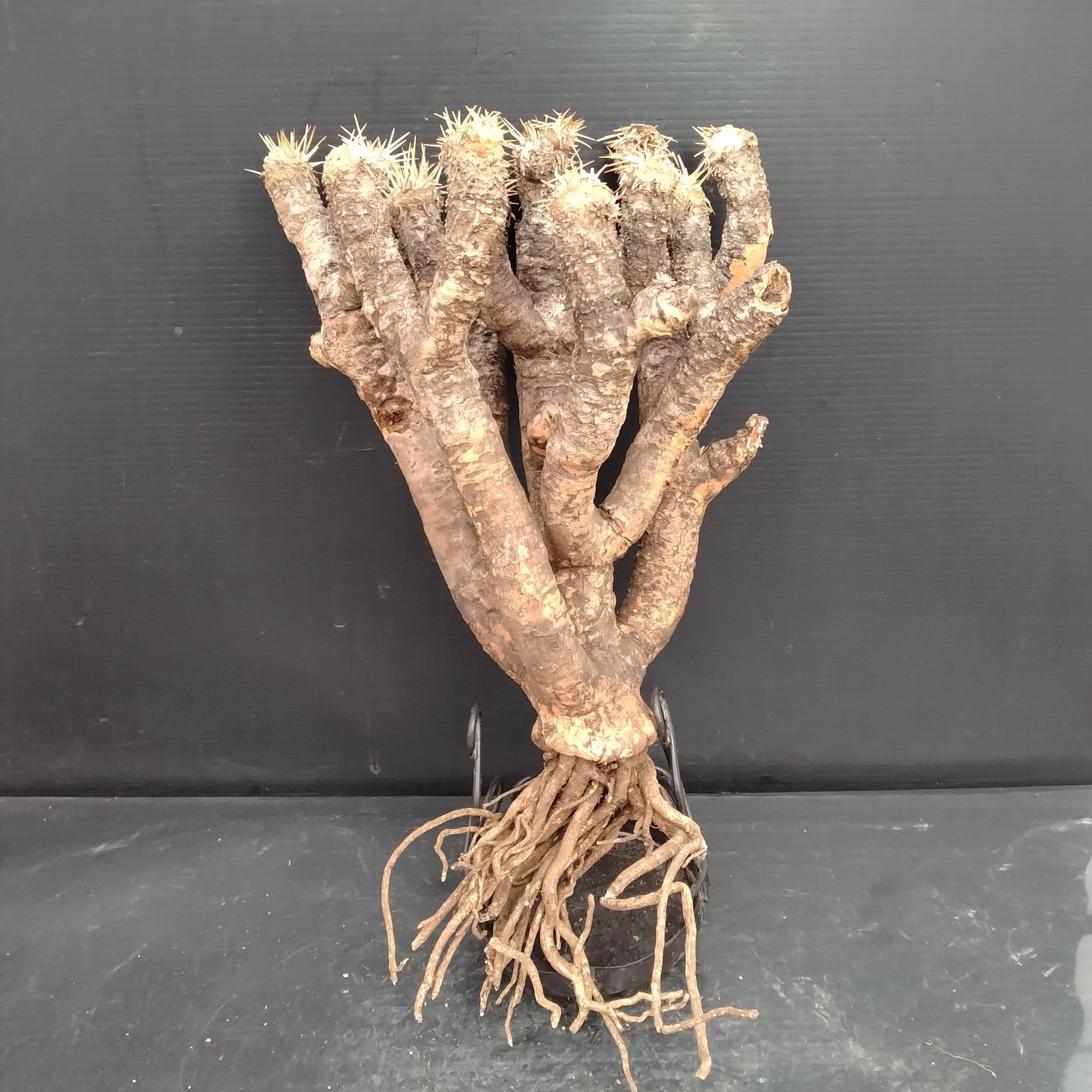 F126【最新到着】Euphorbia ギラウミニアナ（現地球・抜き苗）【塊根