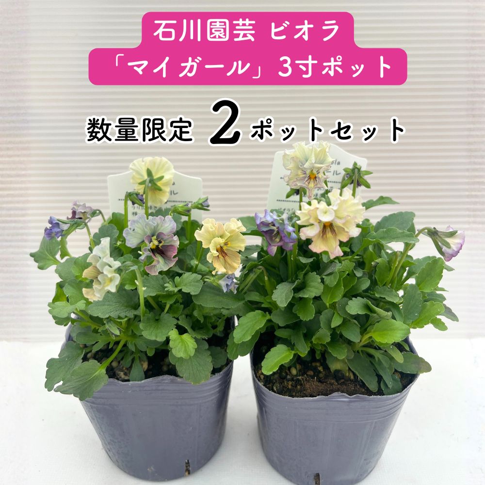 石川園芸 ビオラ「マイガール」3寸ポット 2個セット レディ - メルカリ