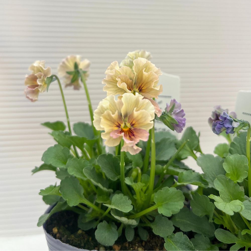 石川園芸 ビオラ「マイガール」3寸ポット 2個セット レディ - メルカリ