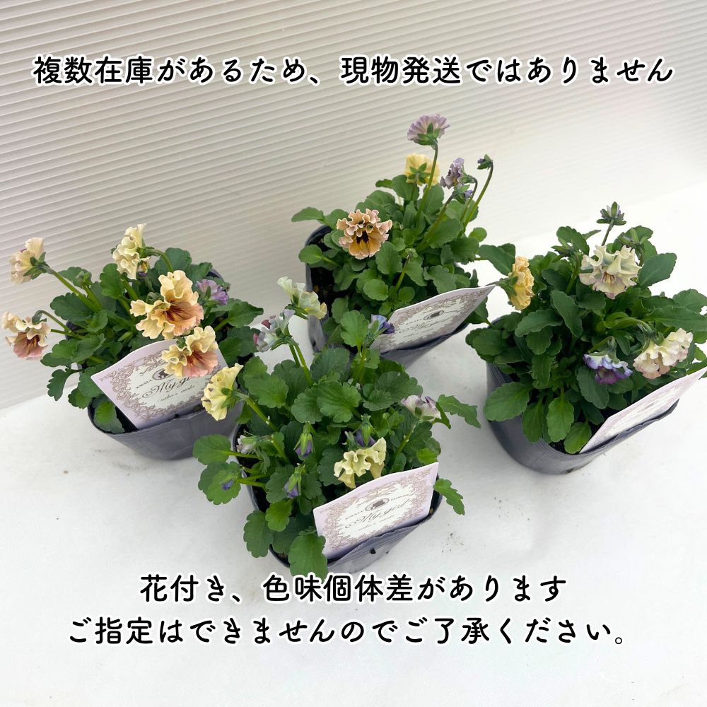 石川園芸 ビオラ「マイガール」3寸ポット 2個セット レディ - メルカリ