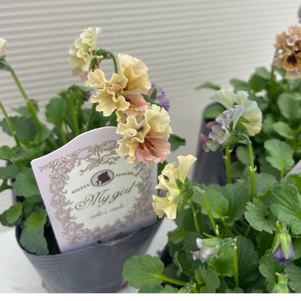 石川園芸 ビオラ「マイガール」3寸ポット 2個セット レディ - メルカリ