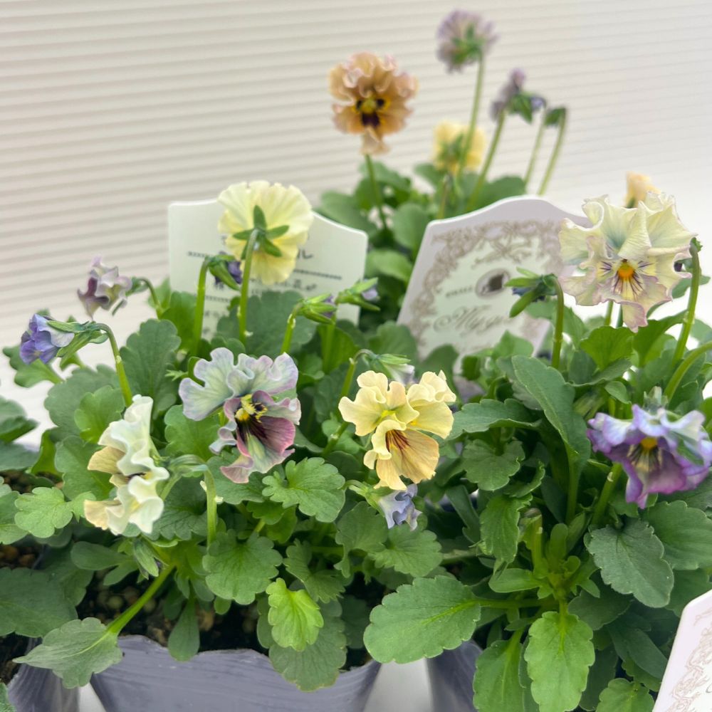 石川園芸　ビオラレディ　マイガール３苗セット 石川園芸 ビオラ「マイガール」3寸ポット 2個セット レディ - メルカリ