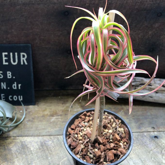 ポットごと 品種 ドラセナ コンシンネ キュンテイ 観葉植物