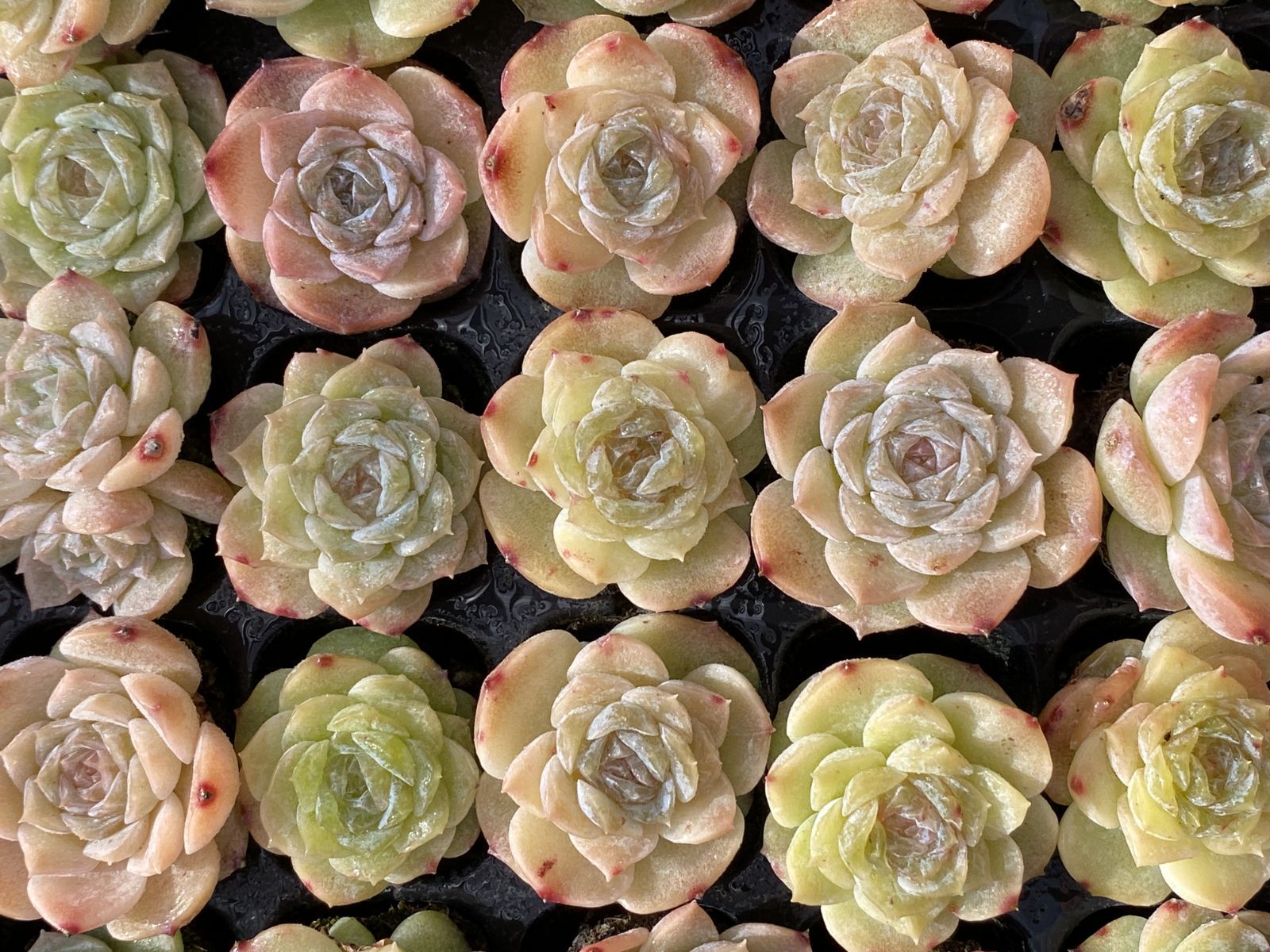 SALE！ SALE！ ヒョウキヒ XQS46 105苗 土付き 大人気セット 新入荷