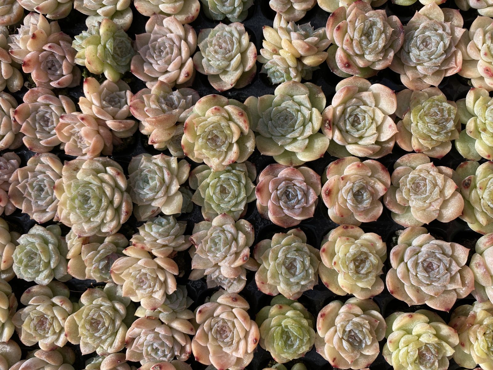 SALE！ SALE！ ヒョウキヒ XQS46 105苗 土付き 大人気セット 新入荷