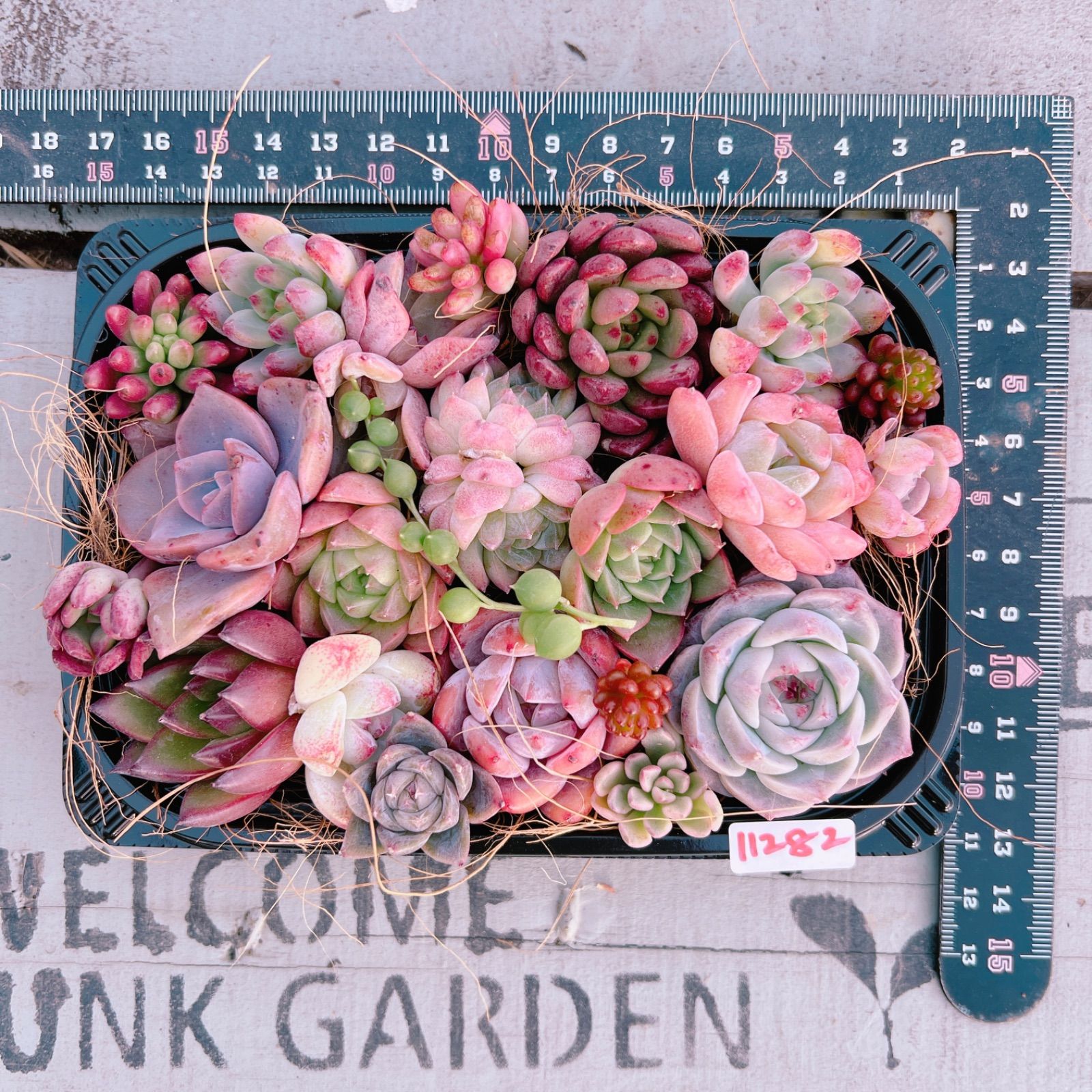 ♡寄せ植えセット♡多肉植物♡ 🉐多肉植物 寄せ植えset♡11282 - メルカリ