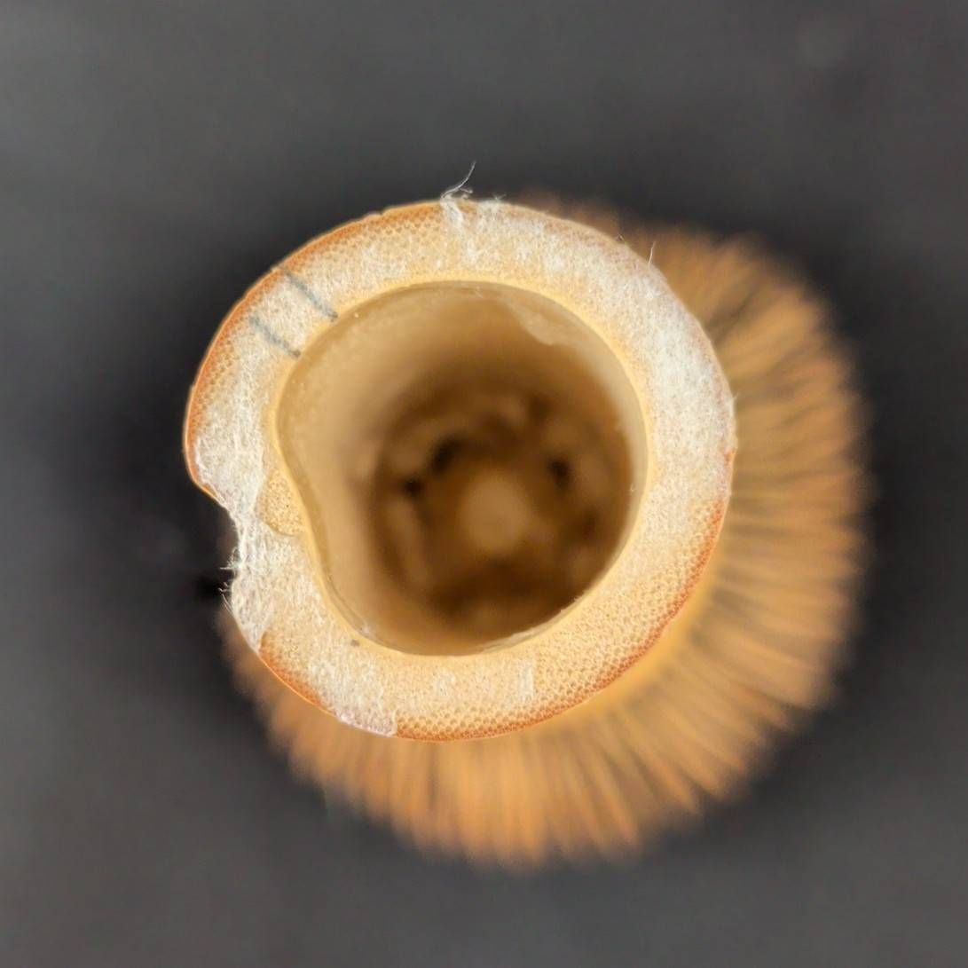 茶道具 茶筅 大和國髙山 茶筅師 和北堂 谷村丹後 - メルカリ