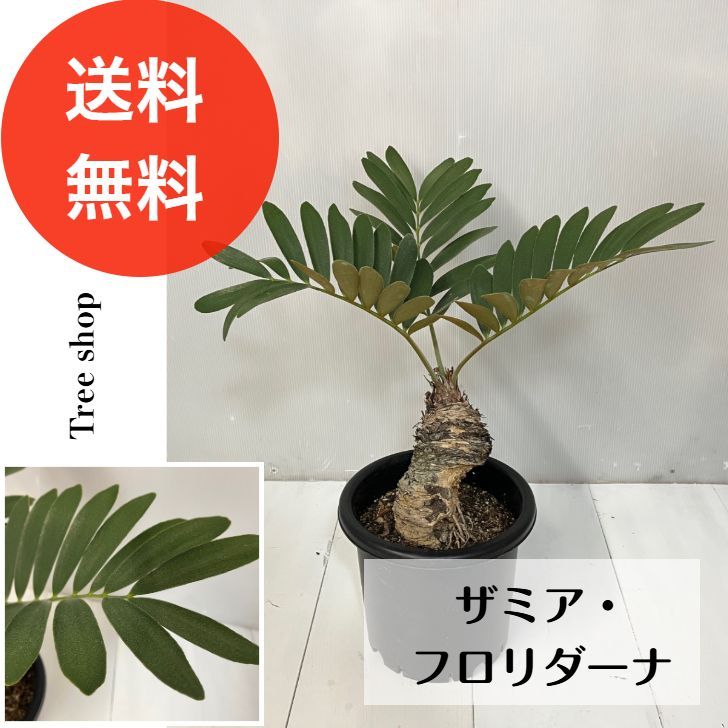 現品】ザミア フロリダーナ 【送料無料】蘇鉄 ソテツ 高さ0.45m 幅0.6