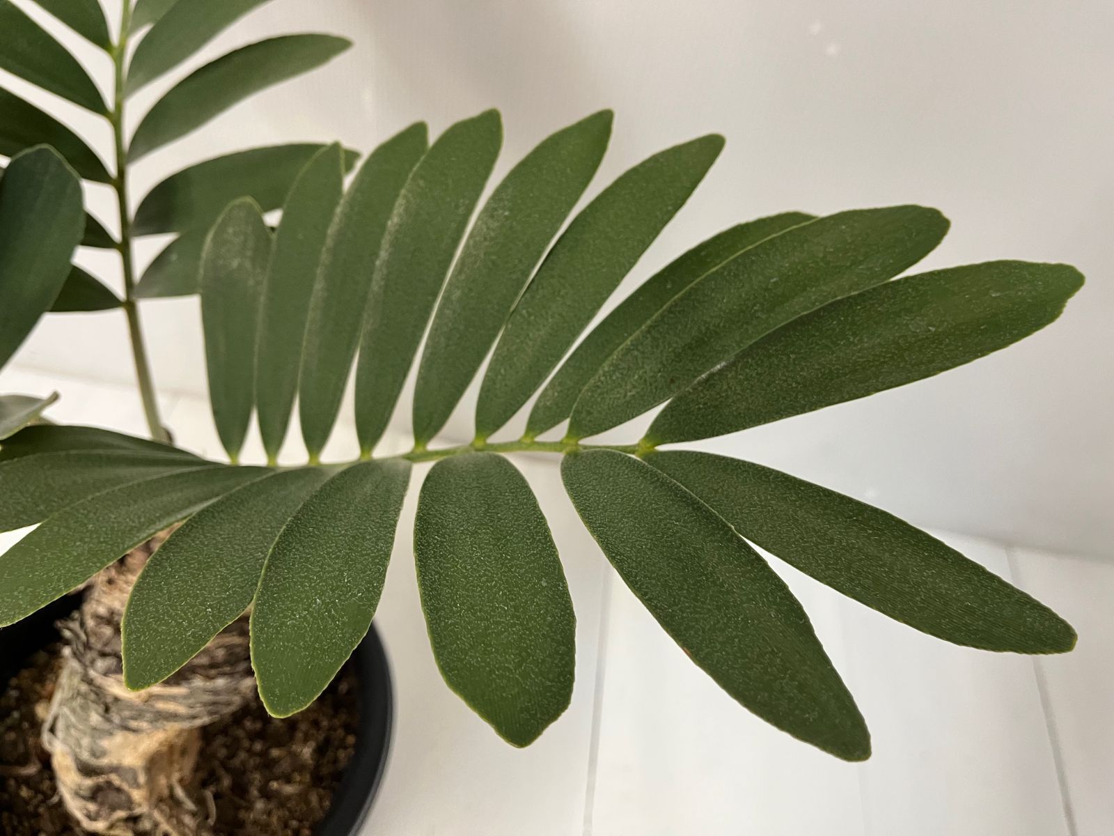 現品】ザミア フロリダーナ 【送料無料】蘇鉄 ソテツ 高さ0.45m 幅0.6