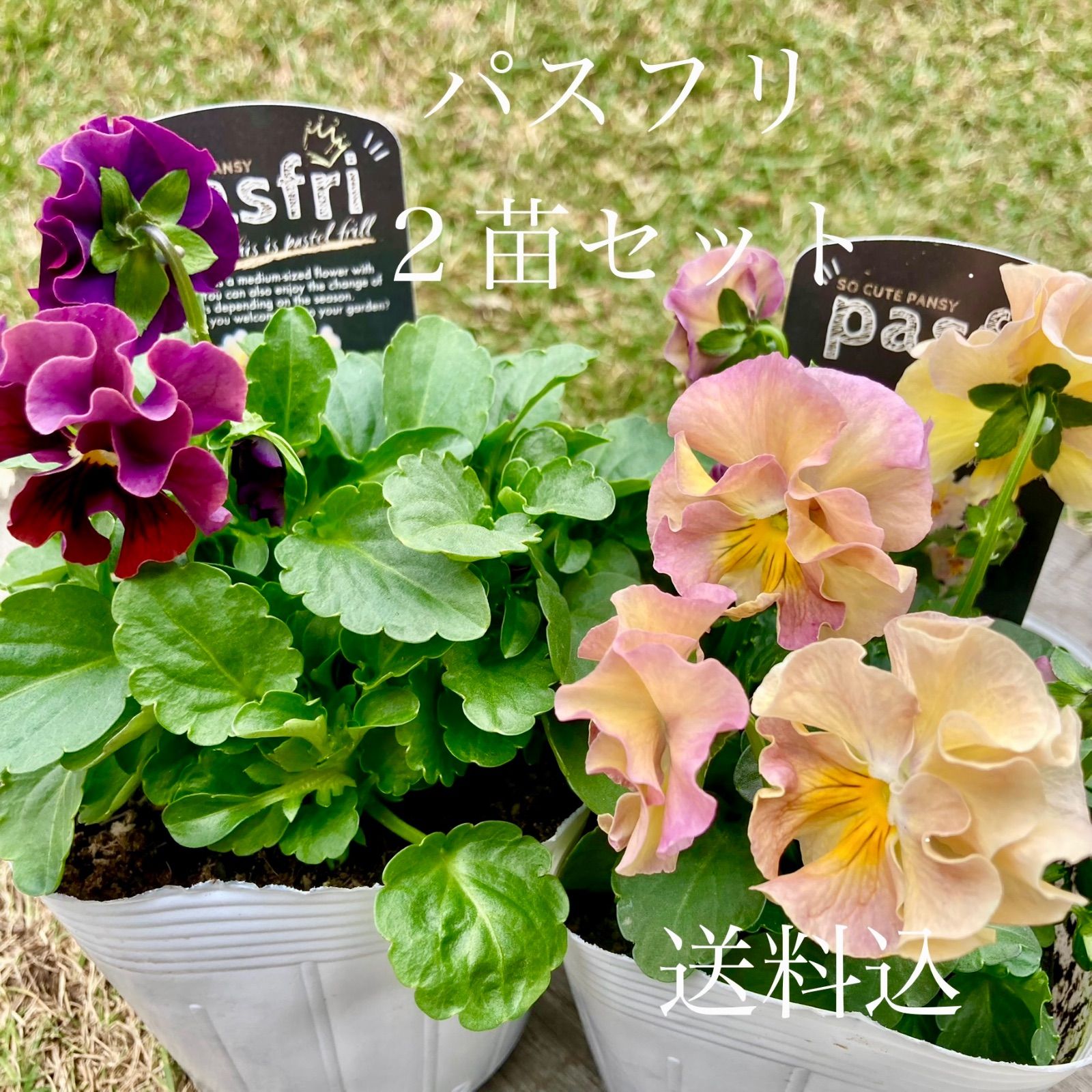 パスフリ ビオラ 2株セット 送料込み 寄せ植えセット 花苗 - メルカリ