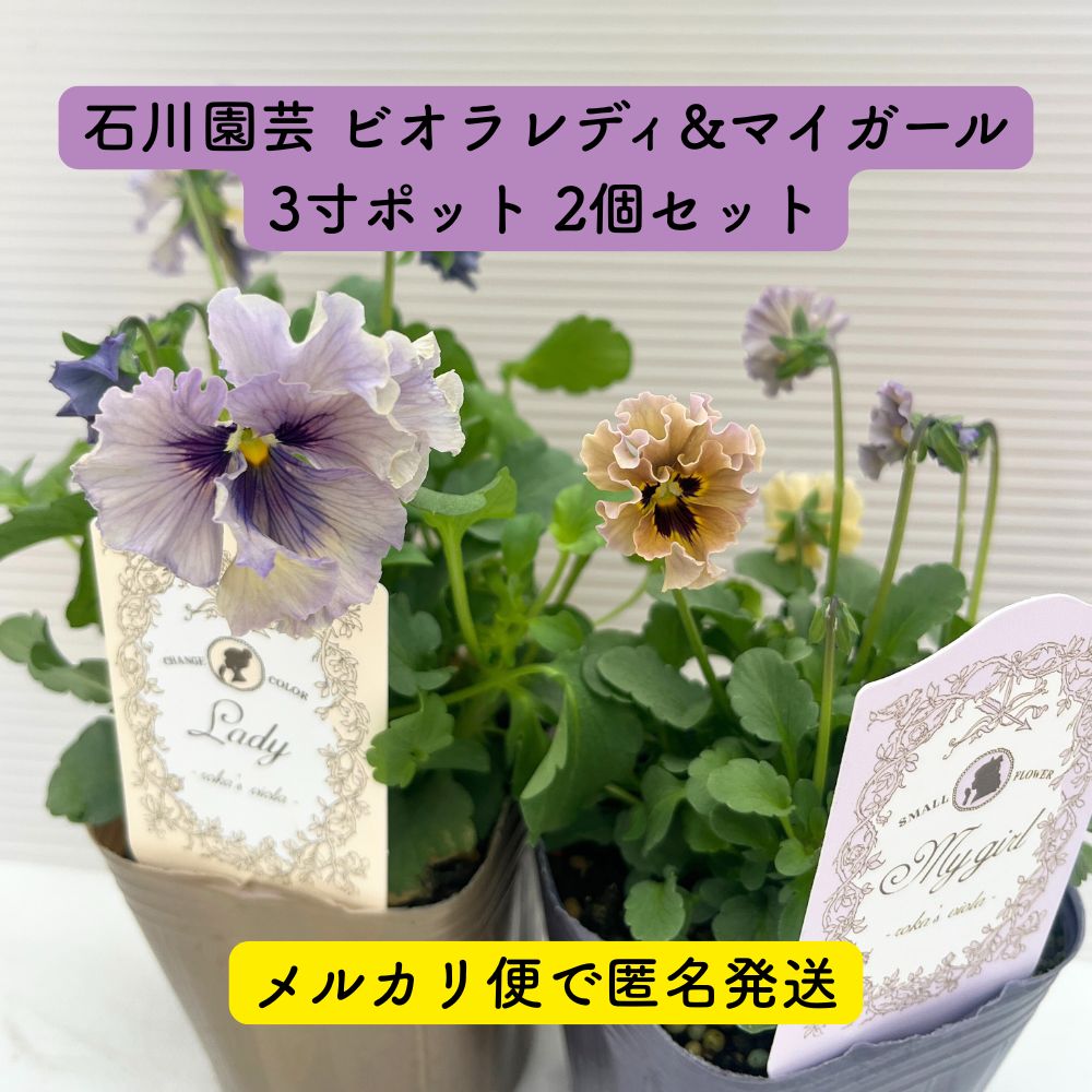 ビオラ レディ&マイガール セット 各1ポット（合計2ポット） 3寸ポット