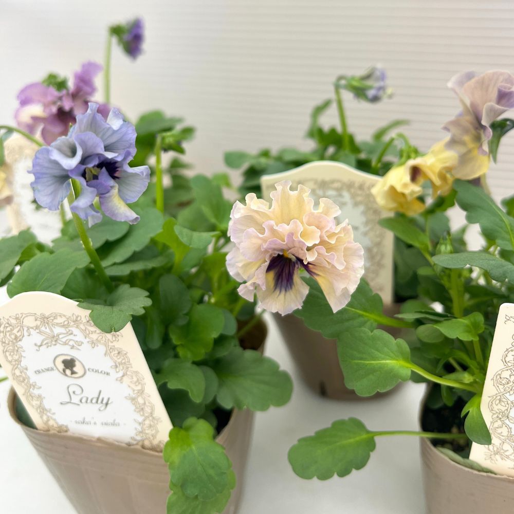 ビオラ レディ&マイガール セット 各1ポット（合計2ポット） 3寸ポット