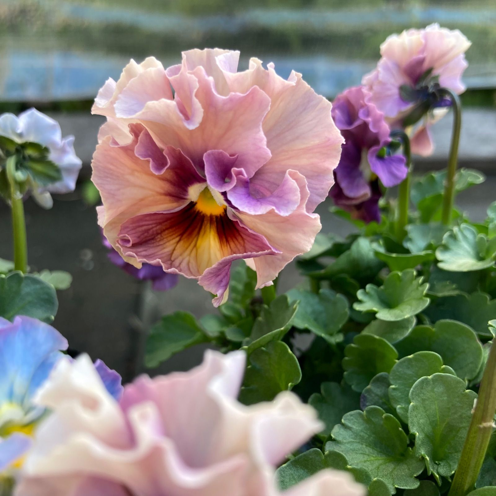 R*U様 プティフール　ビオラ　ペルル　ハルグリン　苗　送料込み プティフール ビオラ ペルル ハルグリン 花 苗 送料込み - メルカリ