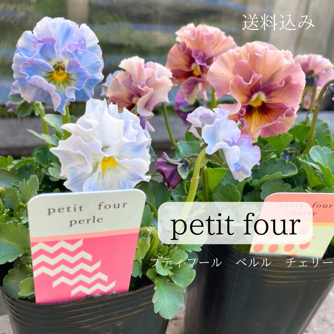 プティフール ビオラ ⑨ 苗 ペルル チェリー 2個セット ハルグリン